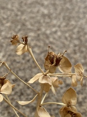 Euphorbia macroclada