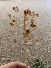 Euphorbia macroclada