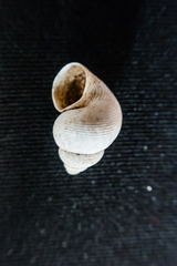 Pomatias elegans