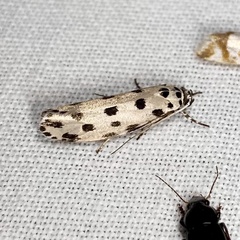 Ethmia sphaerosticha