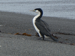 Phalacrocorax varius varius
