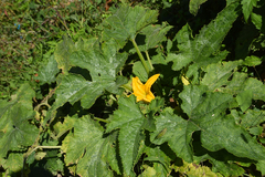 Cucurbita moschata