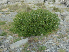 Myoporum laetum