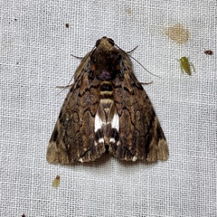 Catephia linteola