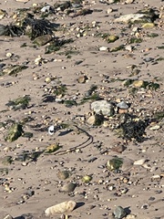 Motacilla alba yarrellii