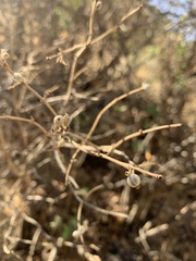 Lonicera nummulariifolia