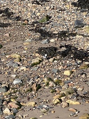 Motacilla alba yarrellii