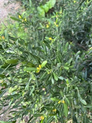 Cneorum tricoccon