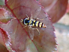 Ischiodon scutellaris