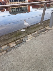 Larus argentatus