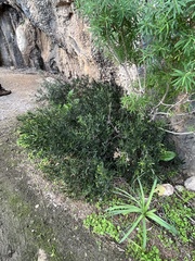 Cneorum tricoccon