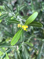 Cneorum tricoccon