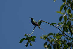 Nectarinia kilimensis