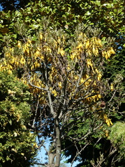 Sophora howinsula