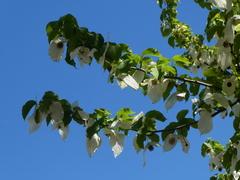 Davidia involucrata
