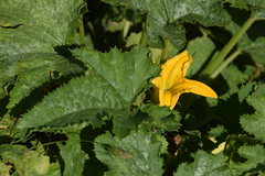 Cucurbita moschata