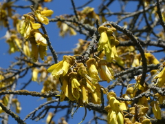 Sophora microphylla microphylla
