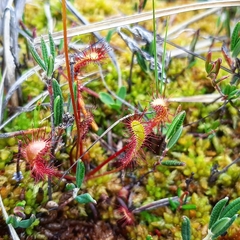Drosera
