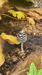 Coprinopsis picacea