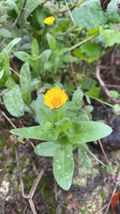 Calendula arvensis