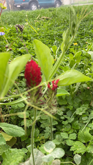 Trifolium incarnatum
