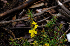 Hibbertia exutiacies