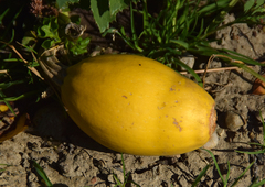 Cucurbita moschata