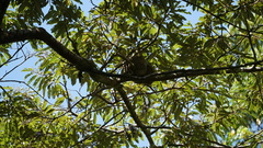 Pseudochirops archeri