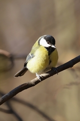Parus major