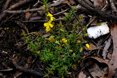 Hibbertia exutiacies