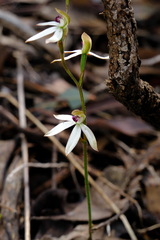 Caladenia cucullata