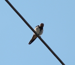 Hirundo rustica rustica
