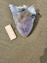 Carcharhinus brachyurus