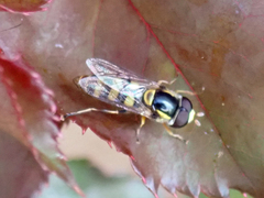 Ischiodon scutellaris