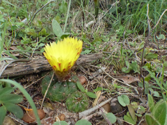 Parodia ottonis