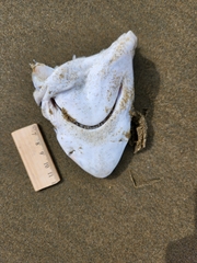 Carcharhinus brachyurus