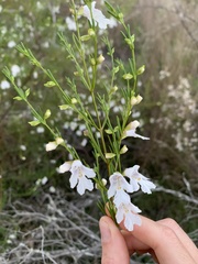 Prostanthera nivea