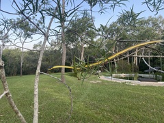 Dendrelaphis punctulatus
