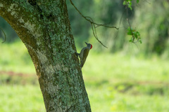 Chloropicus goertae