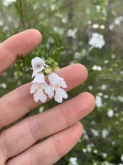 Prostanthera nivea