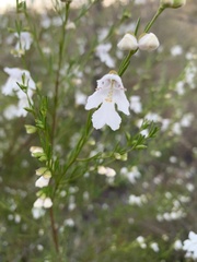 Prostanthera nivea