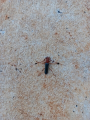 Compsocerus violaceus