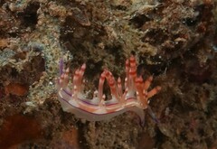 Coryphellina flamma