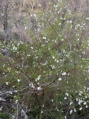 Prostanthera nivea