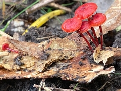 Cruentomycena viscidocruenta
