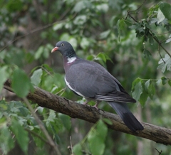 Columba palumbus palumbus