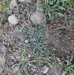 Astragalus filiformis