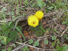 Parodia ottonis