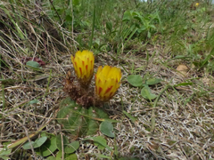 Parodia ottonis