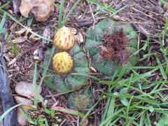Parodia ottonis